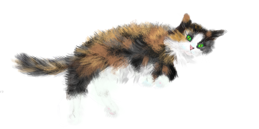 Avazzy cat